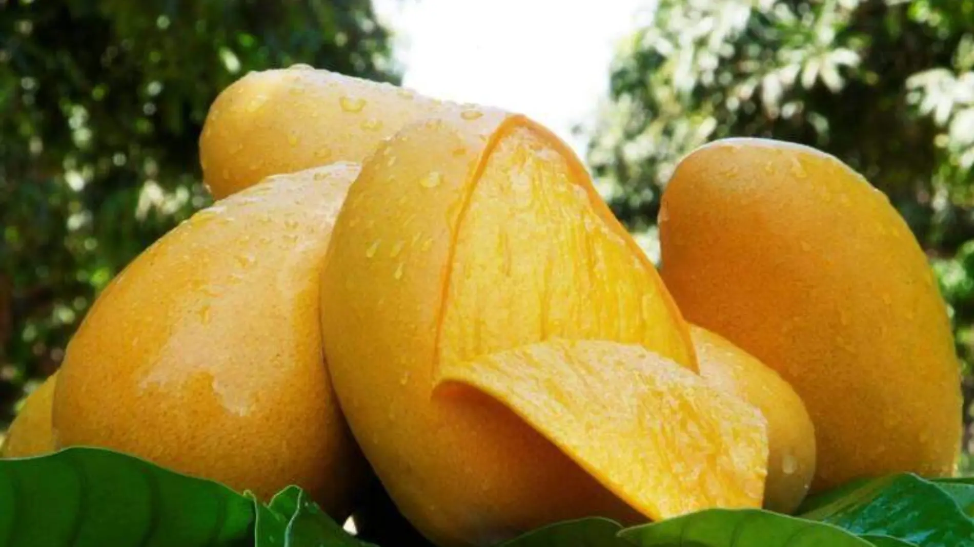 Mango Ataulfo